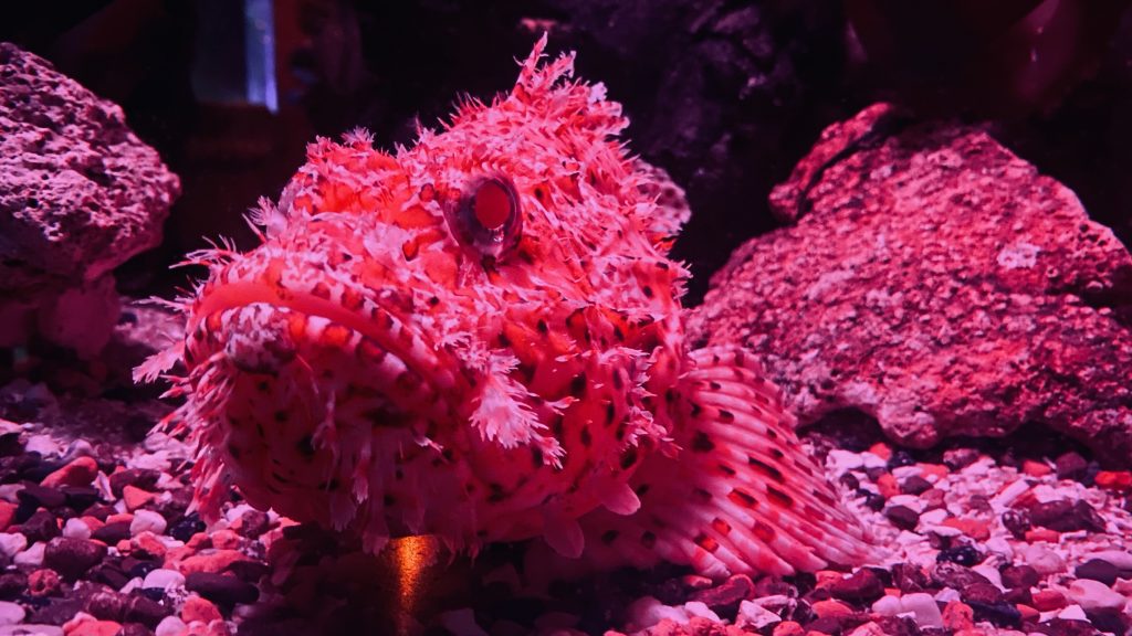 Sea Life - Timmendorfer Strand
